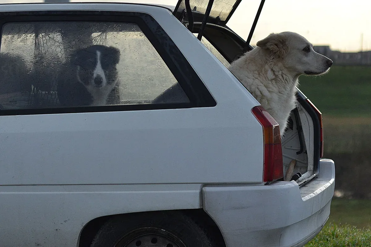 Los mejores para viajar con el perro